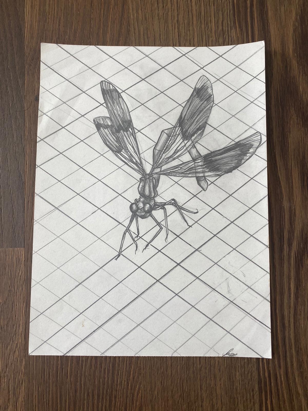 Mosquito graphite drawing