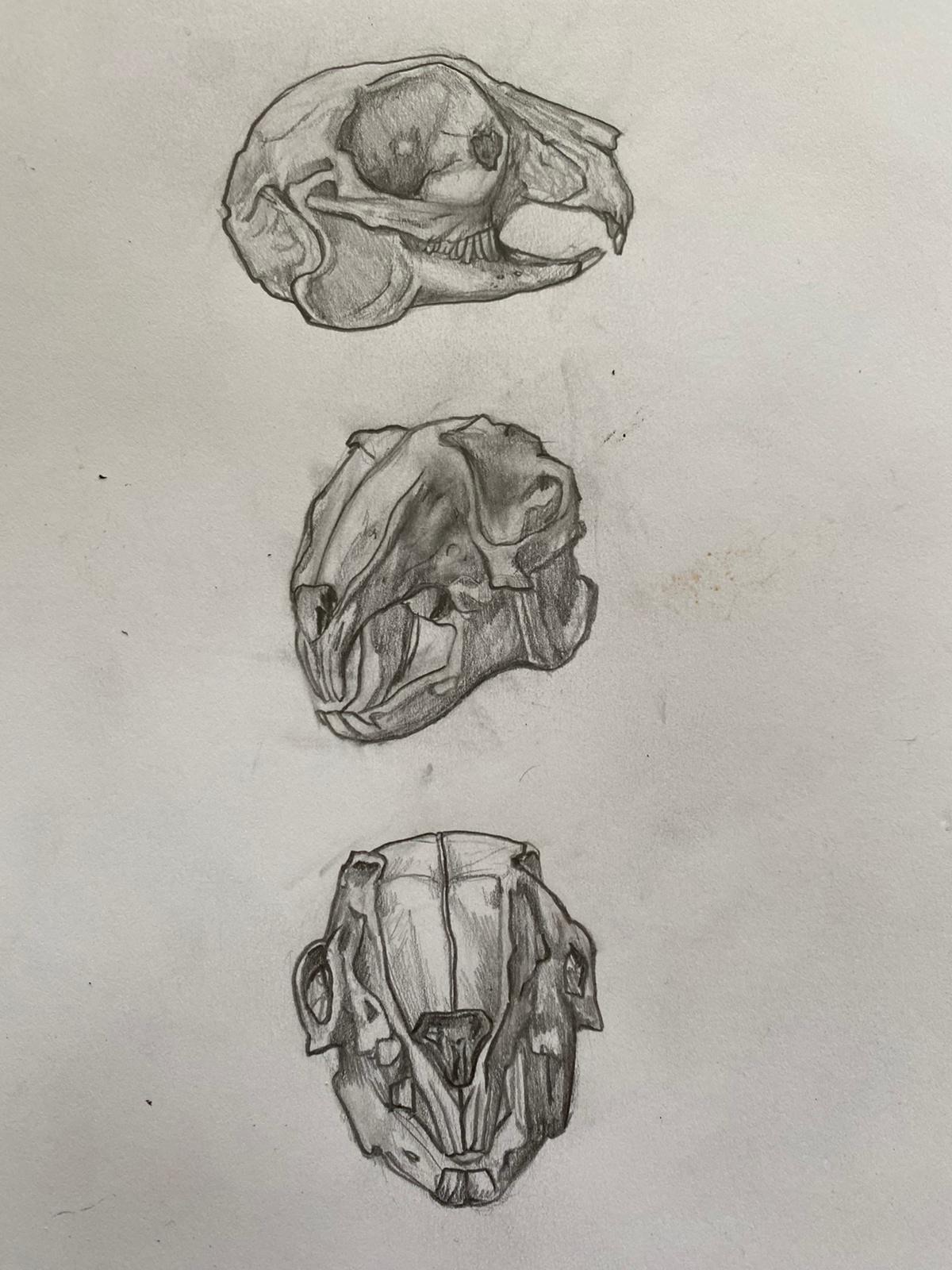 Skull studies graphite