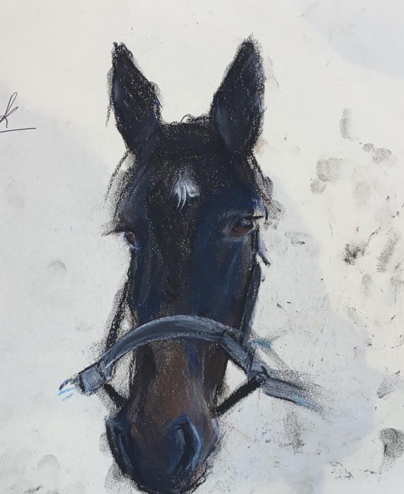 Black horse closeup pastel